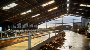 Dairy Farming Shed Design Cowshed Plan Discover Agriculture