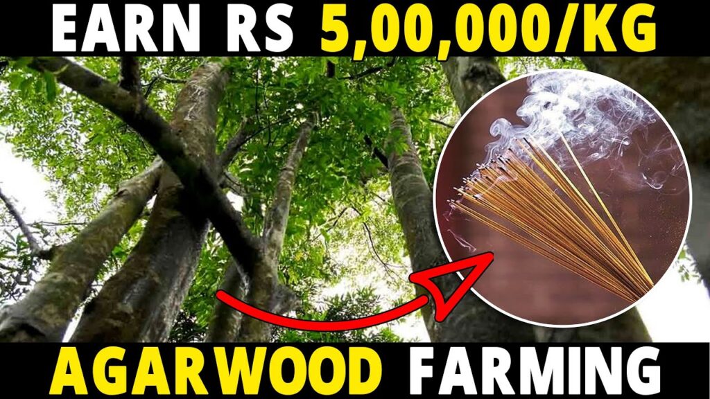 AGARWOOD FARMING: Agar Wood Plantation/Cultivation