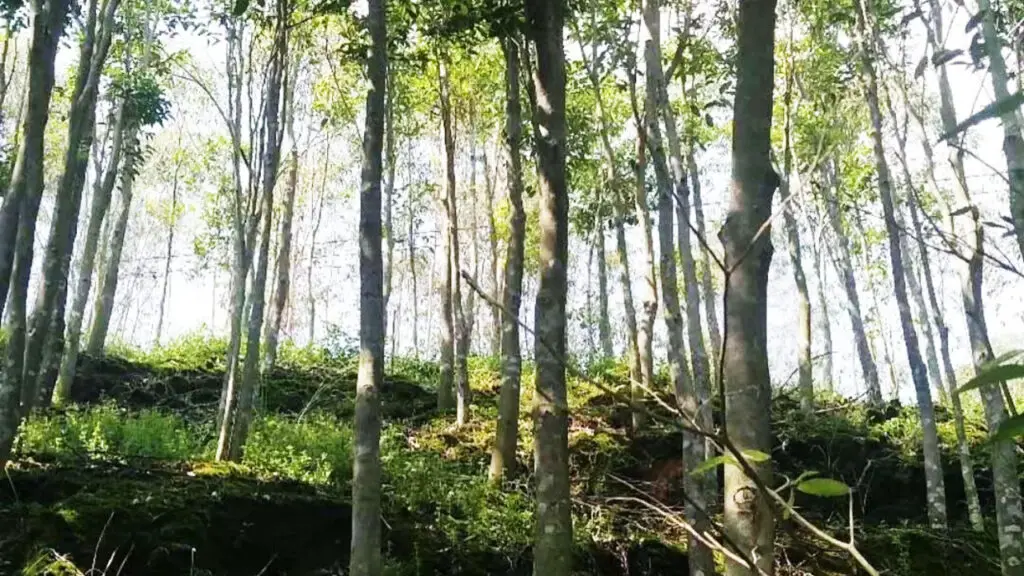 agarwood plantation