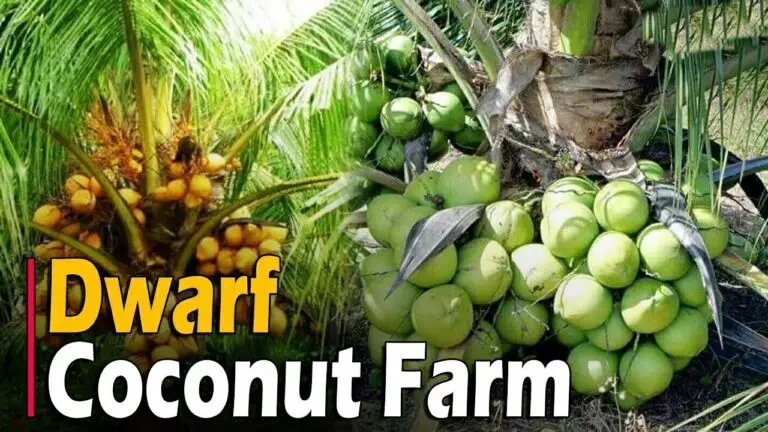 Dwarf Coconut Tree Farming | Hybrid Coconuts