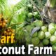 Dwarf Coconut Tree Farming | Hybrid Coconuts