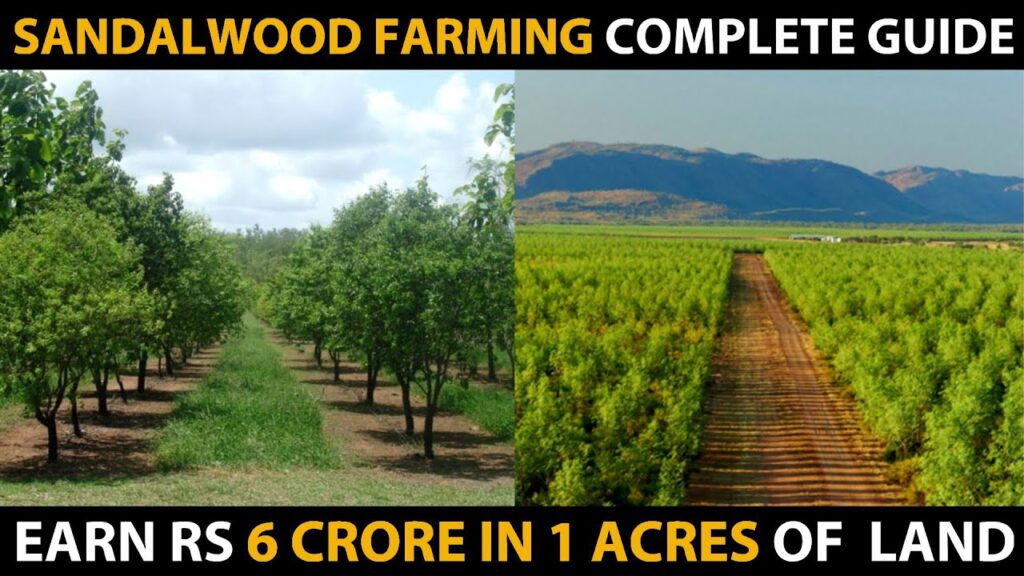 SANDALWOOD FARMING: Sandalwood Tree Cultivation