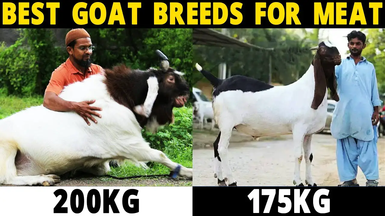 BEST GOAT BREEDS FOR MEAT