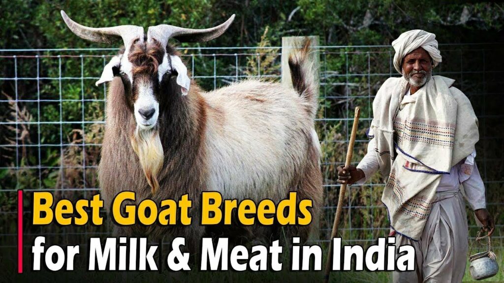 Best Goat Breeds for Milk & Meat