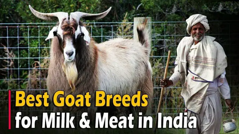 Best Goat Breeds for Milk & Meat