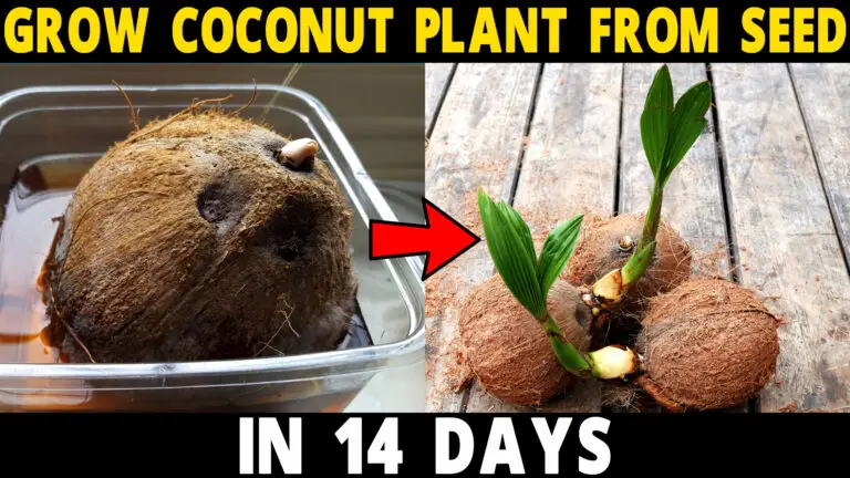 HOW TO GROW COCONUT TREE FROM SEED