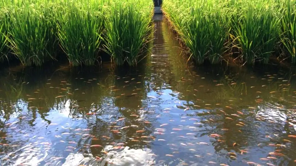 integrated rice fish farming
