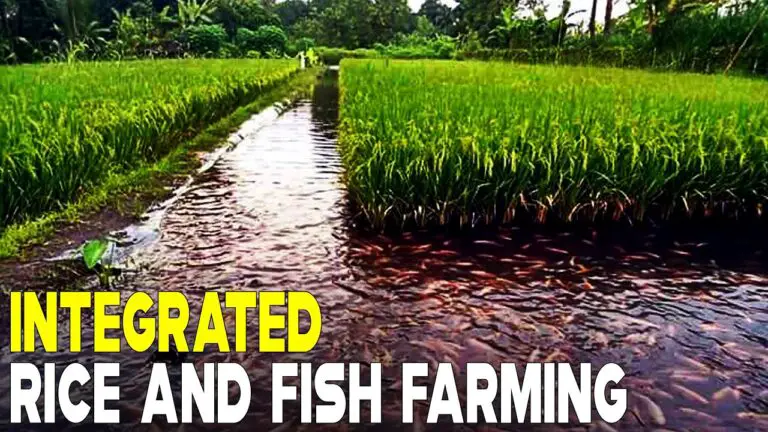 Integrated Rice and Fish Farming