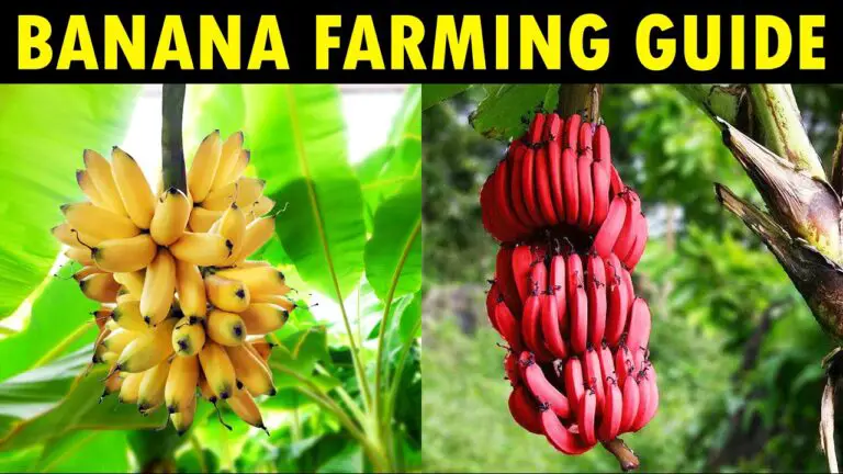 Banana Farming/Cultivation