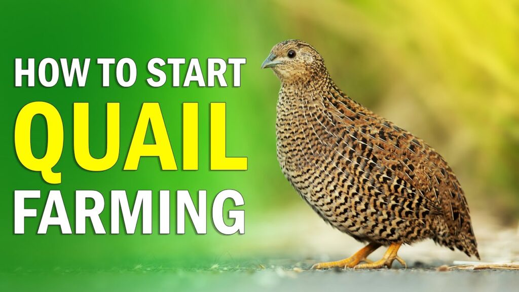 Quail Farming: How to Start Quail Farm Business