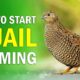 Quail Farming: How to Start Quail Farm Business