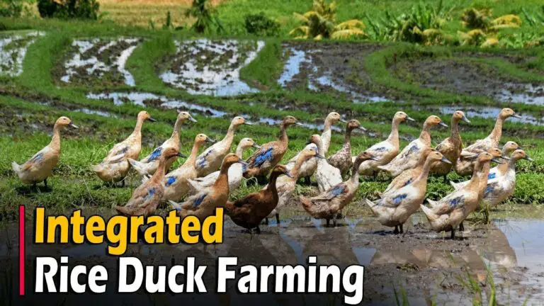Integrated Rice Duck Farming