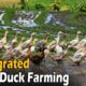 Integrated Rice Duck Farming