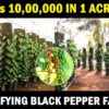 Intensifying Black Pepper Farming | Vertical Column Black Pepper Cultivation