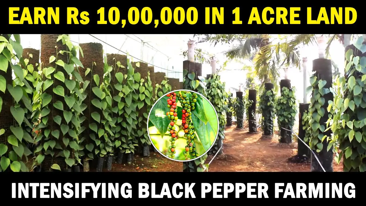 Intensifying Black Pepper Farming | Vertical Column Black Pepper Cultivation