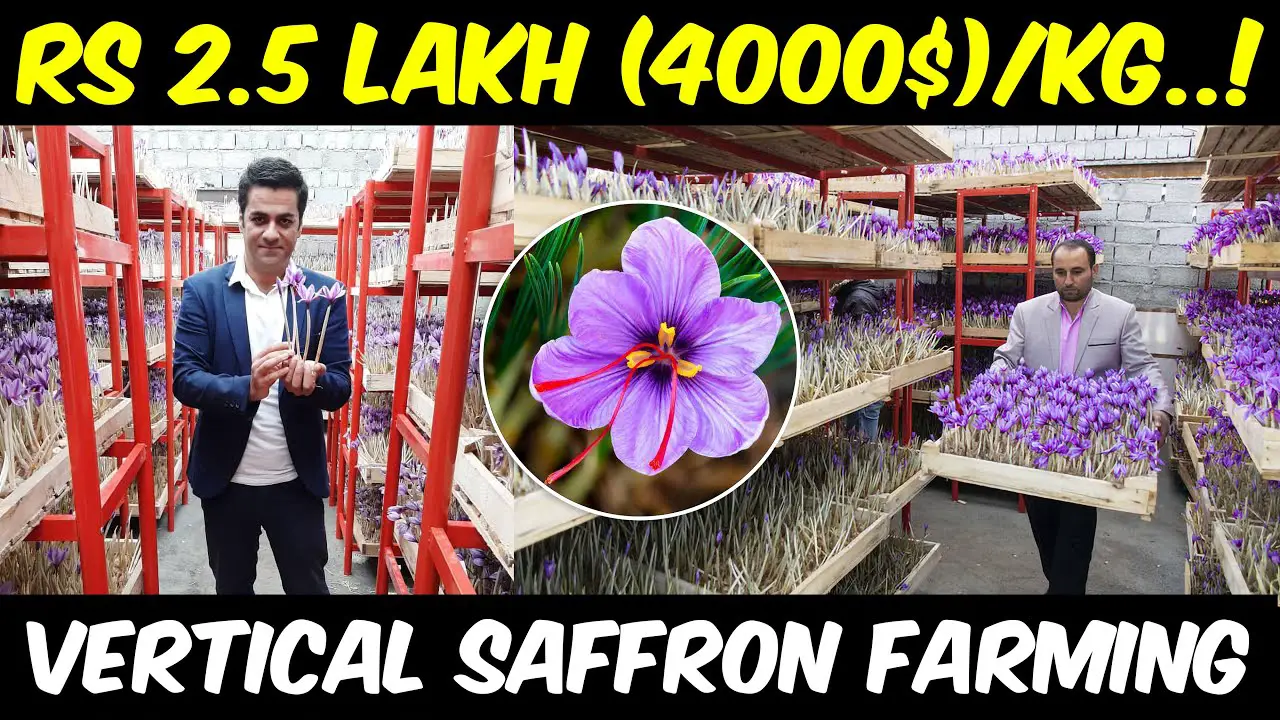 Vertical Saffron Farming | Hydroponic Saffron Cultivation