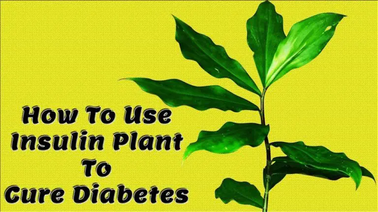 How To Use Insulin Plant To Cure Diabetes