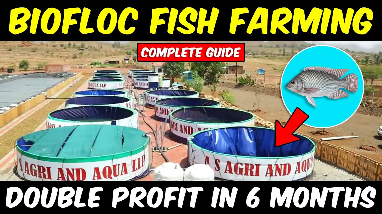 Biofloc Fish Farming