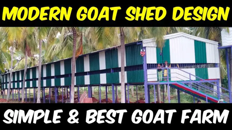 MODERN GOAT SHED: Goat Farming