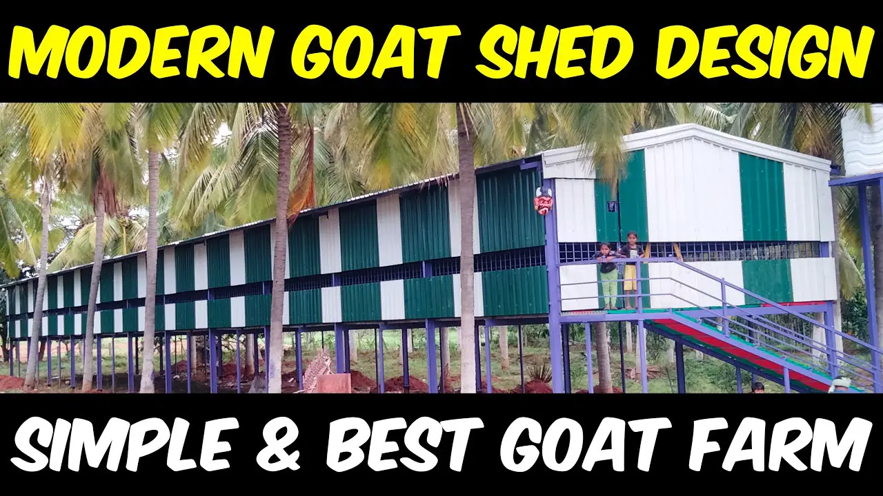 MODERN GOAT SHED: Goat Farming