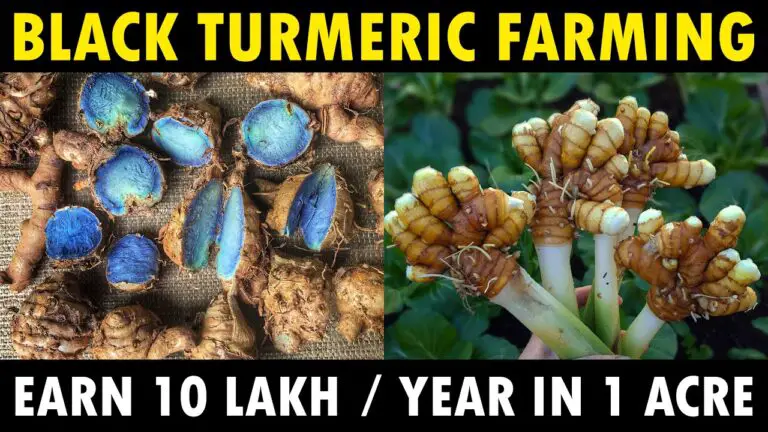 Black Turmeric Cultivation: Kali Haldi