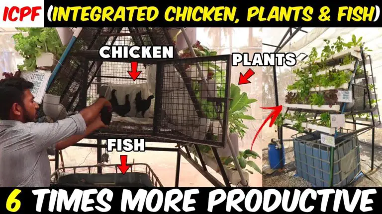 Integrated Chicken, Plant & Fish farm (ICPF) | Aquaponics system