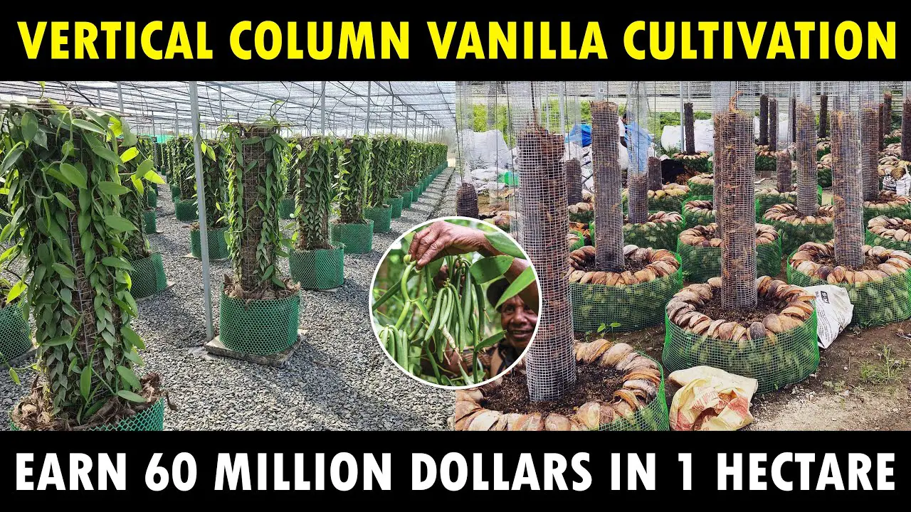 Vertical Column Vanilla Cultivation
