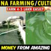 spirulina farming