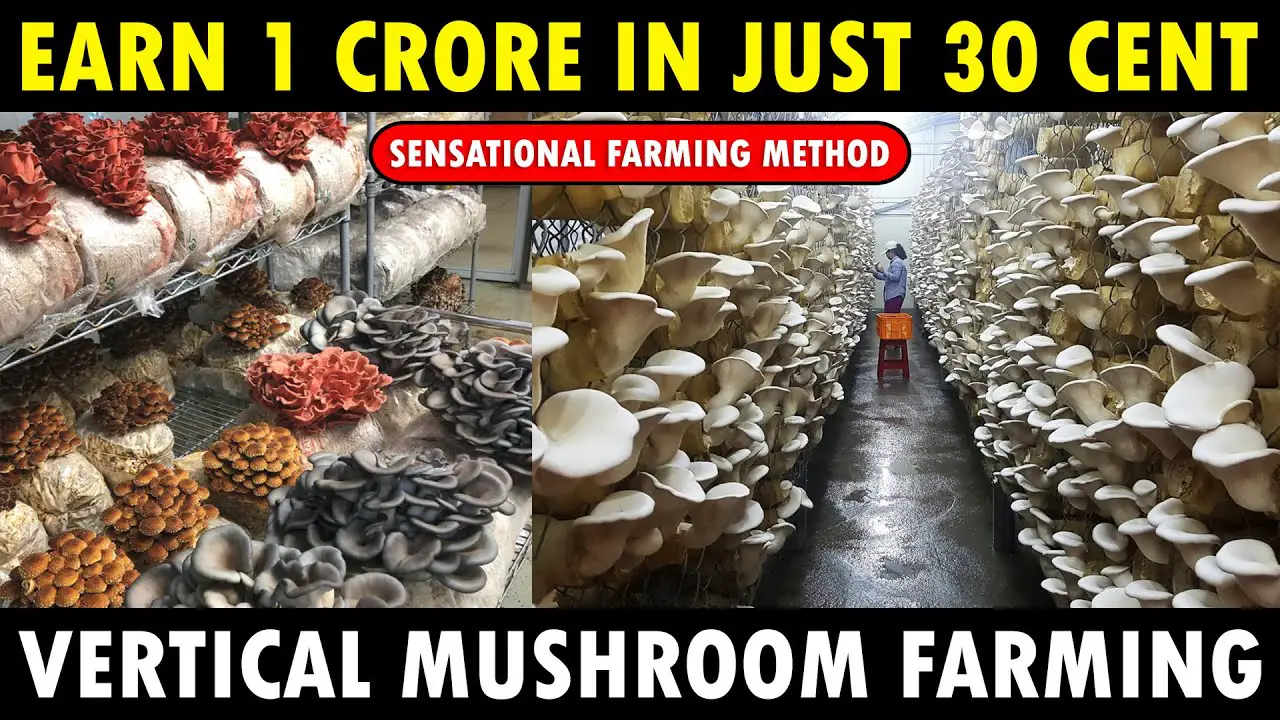 Vertical Mushroom Cultivation: Earn 1 Crore In Just 30 Cent Land
