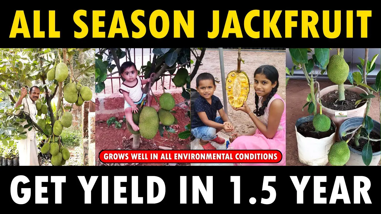 All-season Jackfruit Plant | Get yield in 1.5 years..!