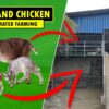 goat-chicken farm