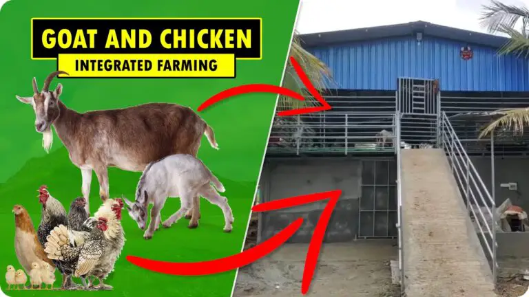 Integrated GOAT and POULTRY Farming | MULTIPLE SOURCES OF INCOME