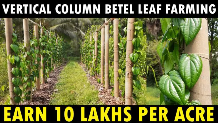 Modern way of Betel Leaf Farming | Vertical Column Paan Leaf Cultivation