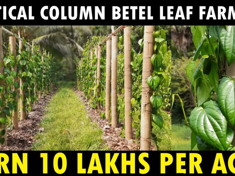 Modern way of Betel Leaf Cultivation