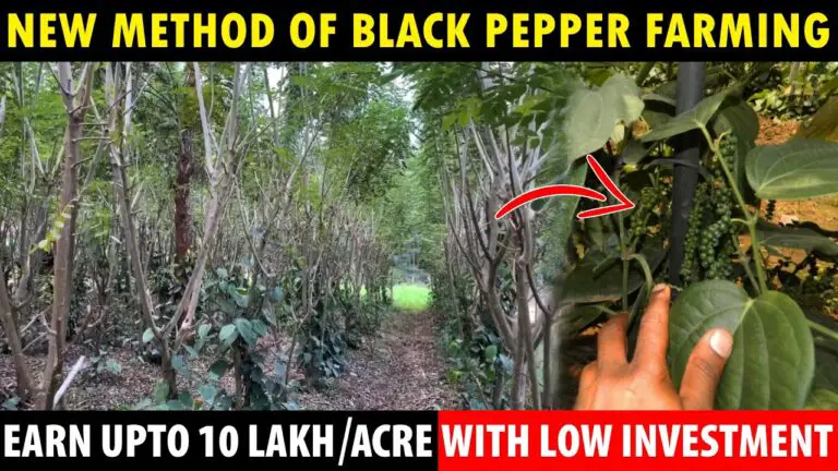New Method of Black Pepper Cultivation – WALL PEPPER FARMING