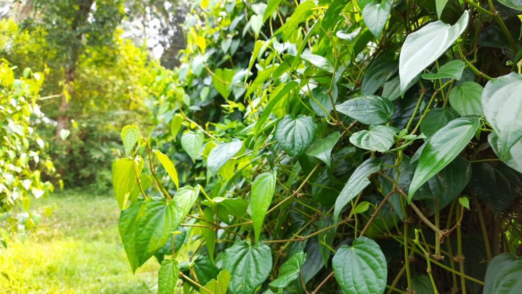 betel leaf