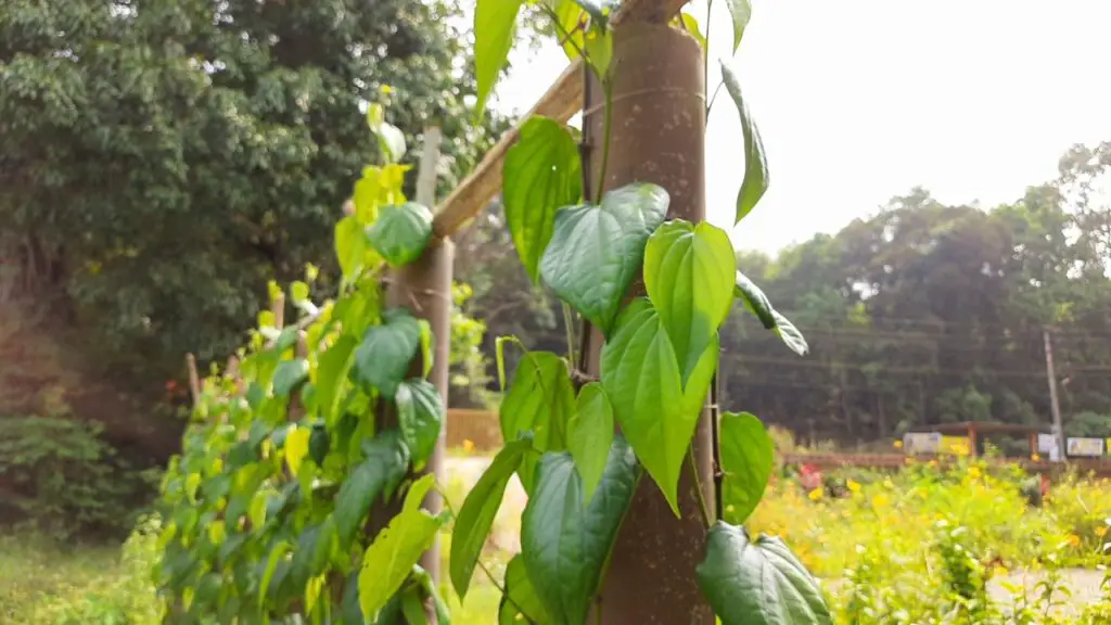 betel leaf farm