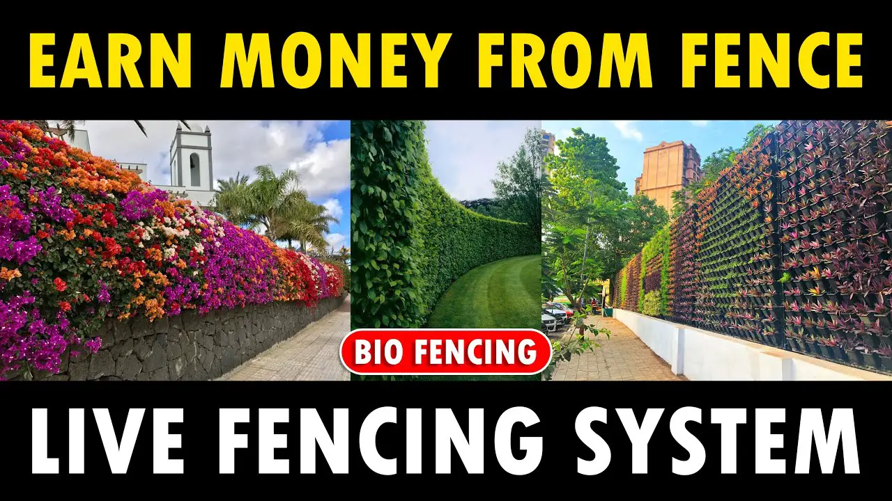 Live Fencing Plants (Bio Fencing System) | Privacy Hedge Fence (Green Fence)