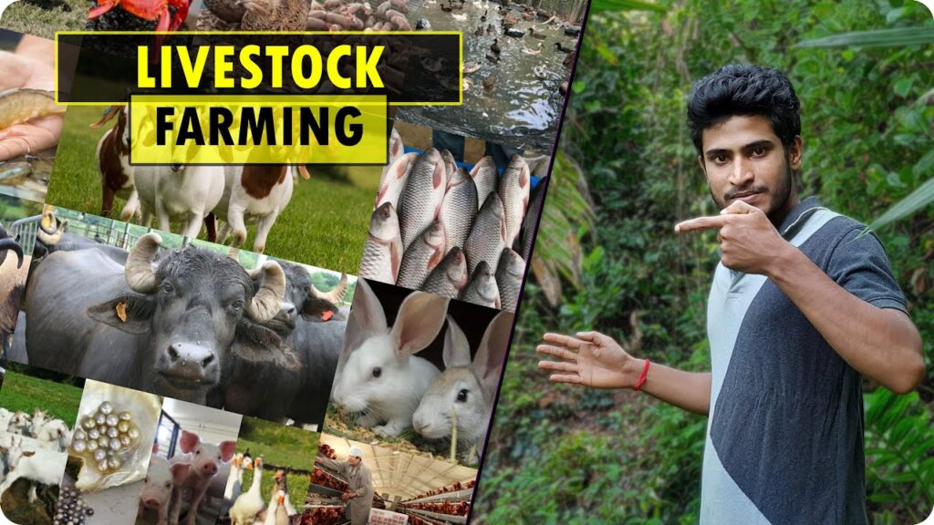 Agri and Livestock Farming Business