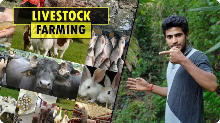 Most Profitable Agri and Livestock Farming Business Ideas – Animal Farming