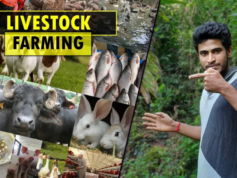 Agri and Livestock Farming Business