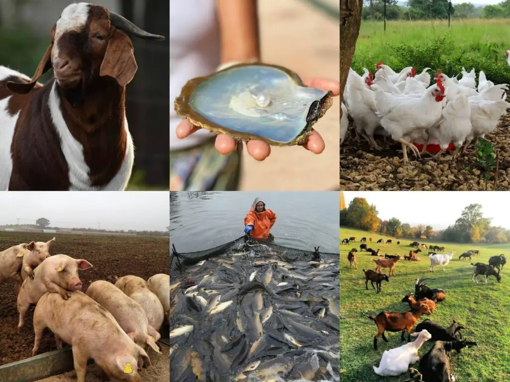Most Profitable Agri and Livestock Farming Business Ideas - Animal Farming