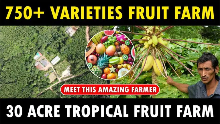 EXOTIC FRUIT FARM: Farmer Anil Balanja Grows more than 700 Exotic Fruit Varieties