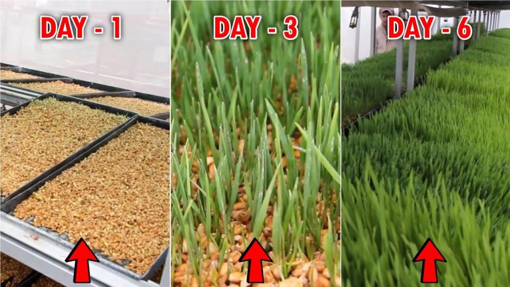 Hydroponic Green Fodder Farming System | Best Hydroponic Fodder for Sustainable Livestock Farming