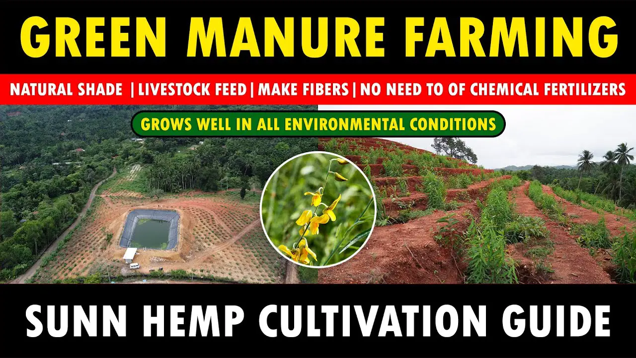 Integrated Green Manure Farming with any Crops | Sunn Hemp Fodder Cultivation