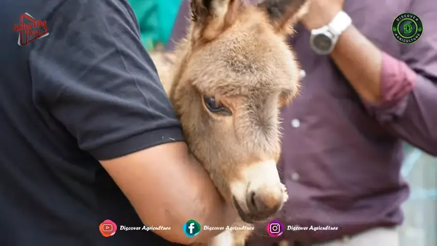 donkey care
