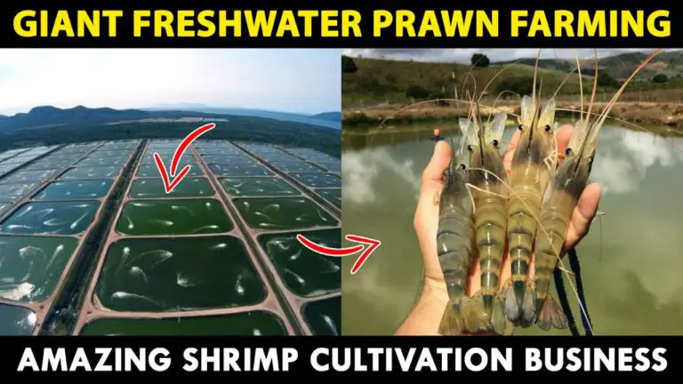 Giant Freshwater PRAWN Farming | How to start SHRIMP Farming Business
