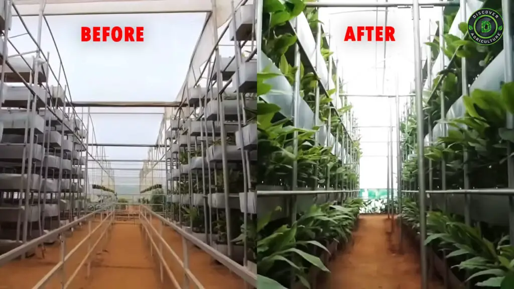 Hi-Tech Soil-Based Vertical Turmeric Farming