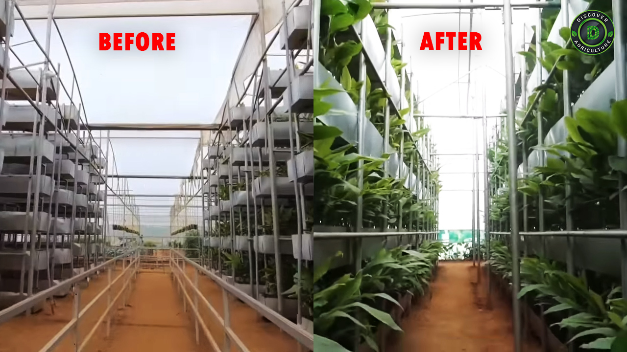 Soil-Based Vertical Turmeric Farming System | A S Agri And Aqua LLP