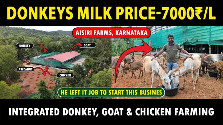 Donkey Farming: Donkey milk is being sold for Rs 7000 per liter..!